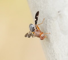 Acanthonevroides basalis