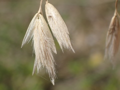 Ehrharta villosa maxima