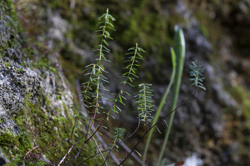 Hypericum empetrifolium, photograph 1