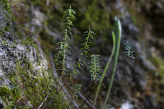 Eleftherios Katsillis, CC BY, iNaturalist via GBIF Hypericum empetrifolium, photograph Eleftherios Katsillis, CC BY, iNaturalist via GBIF