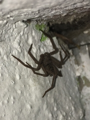 Sicarius ornatus