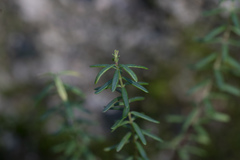 Eleftherios Katsillis, CC BY, iNaturalist via GBIF Hypericum empetrifolium, photograph Eleftherios Katsillis, CC BY, iNaturalist via GBIF