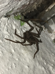 Sicarius ornatus