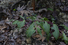 Phytolacca americana