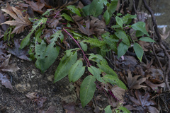 Phytolacca americana