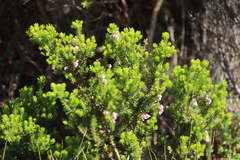 Erica caterviflora