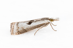 Microcrambus croesus