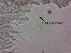 Lachnum brevipilosum