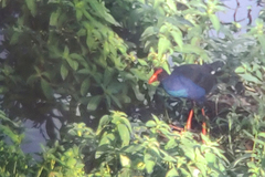 Porphyrio indicus