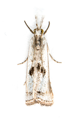 Microcrambus croesus