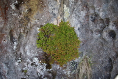 Erica depressa
