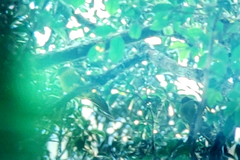 Treron oxyurus