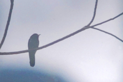 Chrysococcyx xanthorhynchus