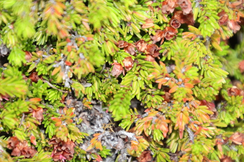 Image of Erica depressa by (c) Tony Rebelo, some rights reserved (CC BY-SA)