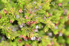 Erica depressa