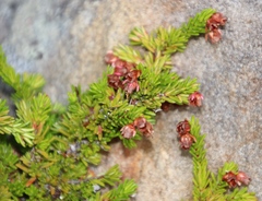Erica depressa