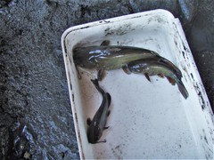Ameiurus