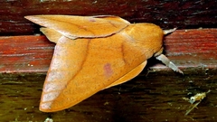 Adeloneivaia