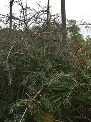 Ilex vomitoria image