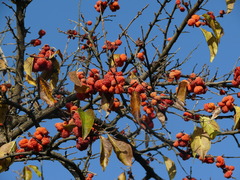 Maclura tricuspidata