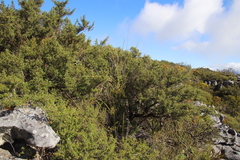 Cliffortia tridentata