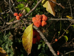 Maclura tricuspidata