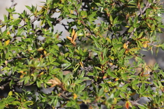 Cliffortia tridentata