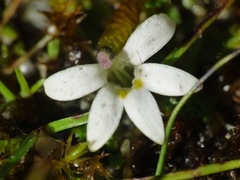 Lobelia carens