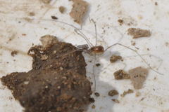 Mitostoma chrysomelas