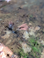 Stemonitis herbatica