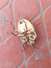 Augocoris gomesii