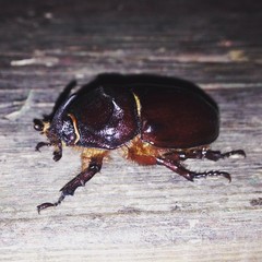 Oryctes nasicornis