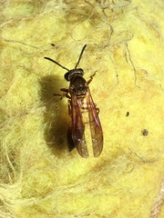 Trichinothorax