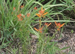 Castilleja patriotica