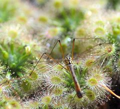 Nephrotoma appendiculata