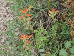 Castilleja patriotica