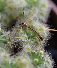 Nephrotoma appendiculata
