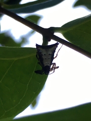 Micrathena plana
