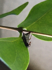 Micrathena plana