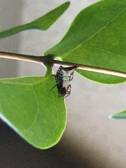 Micrathena plana