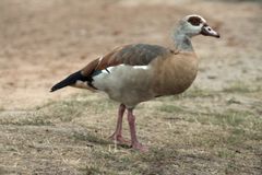 Alopochen aegyptiaca