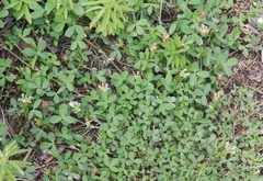 Trifolium pinetorum