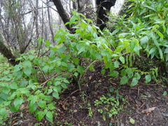 Urtica morifolia