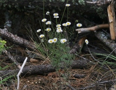 Erigeron neomexicanus