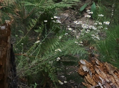 Erigeron neomexicanus