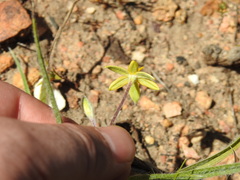 Hypoxis floccosa