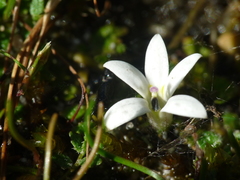 Lobelia carens
