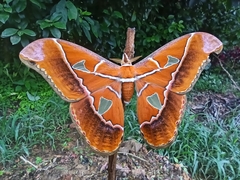Rothschildia hesperus