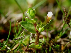 Gratiola sexdentata