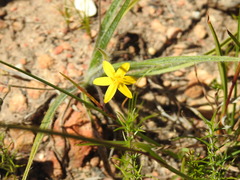 Hypoxis floccosa